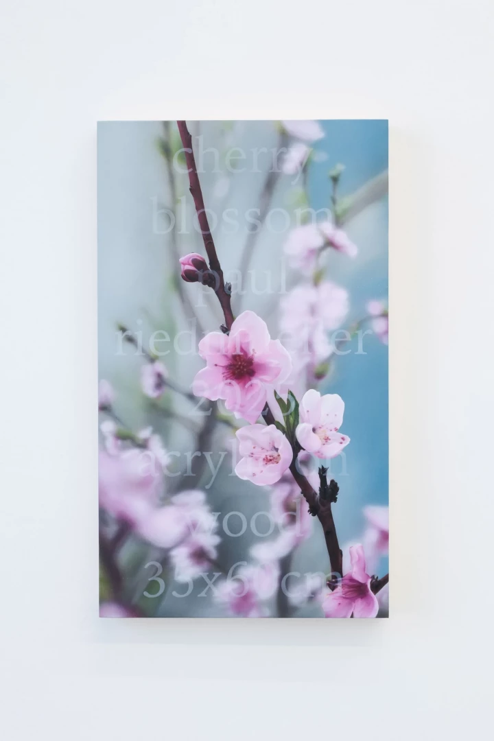 cherry blossom